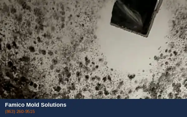 Bathroom mold removal in Haines City FL