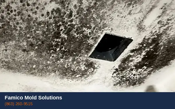 IICRC certified mold remediation Haines City FL