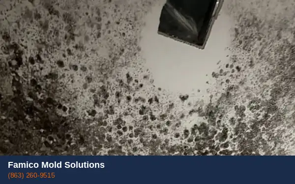 Mold removal service in Haines City FL