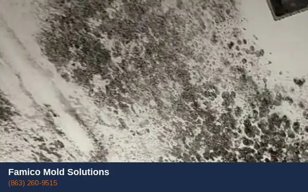 Mold air testing in Haines City FL